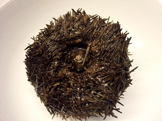 Unterseite des Seeigels